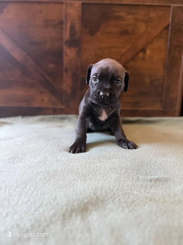 2f – Cane Corso puppy for sale in Stuart, IA