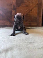 2f, a female Cane Corso for sale in Stuart, IA – Photo 2 of 6