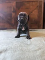 2f, a female Cane Corso for sale in Stuart, IA – Photo 6 of 6