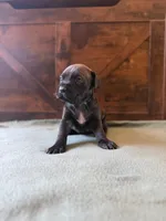 2f, a female Cane Corso for sale in Stuart, IA – Photo 4 of 6