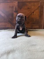 2f, a female Cane Corso for sale in Stuart, IA – Photo 3 of 6