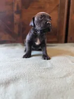 2f, a female Cane Corso for sale in Stuart, IA – Photo 5 of 6