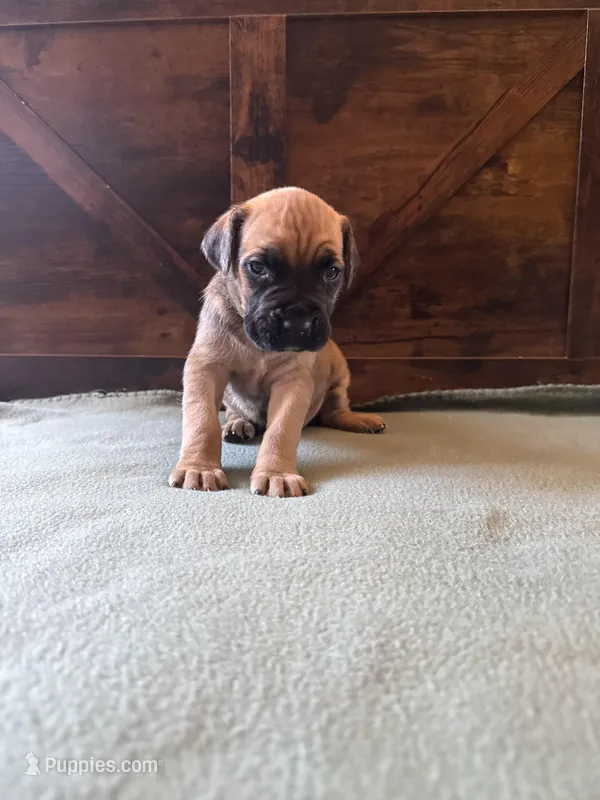 6f – Cane Corso puppy for sale in Stuart, IA