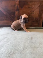 6f, a female Cane Corso for sale in Stuart, IA – Photo 8 of 8