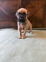 6f, a female Cane Corso for sale in Stuart, IA – Photo 3 of 8