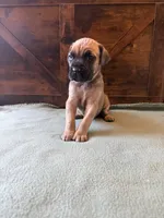 6f, a female Cane Corso for sale in Stuart, IA – Photo 6 of 8