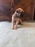 6f, a female Cane Corso for sale in Stuart, IA – Photo 7 of 8