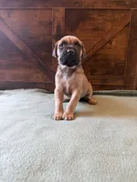 6f, a female Cane Corso for sale in Stuart, IA – Photo 5 of 8