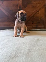 6f, a female Cane Corso for sale in Stuart, IA – Photo 2 of 8