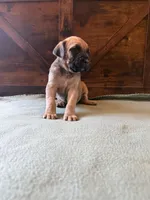 6f, a female Cane Corso for sale in Stuart, IA – Photo 4 of 8