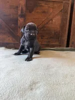 7m, a male Cane Corso for sale in Stuart, IA – Photo 2 of 7