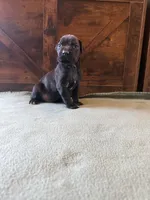 7m, a male Cane Corso for sale in Stuart, IA – Photo 4 of 7