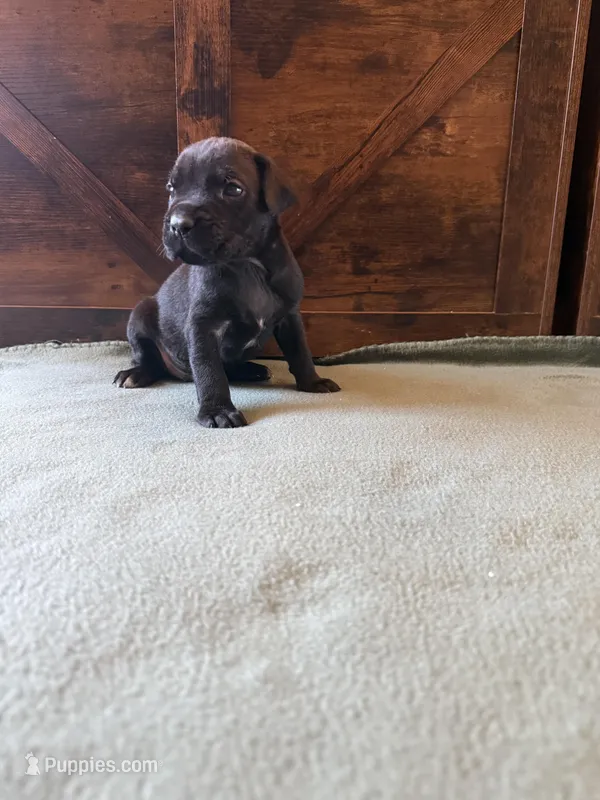 7m – Cane Corso puppy for sale in Stuart, IA