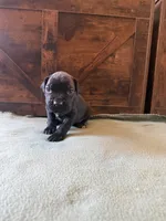 7m, a male Cane Corso for sale in Stuart, IA – Photo 7 of 7