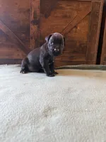 7m, a male Cane Corso for sale in Stuart, IA – Photo 5 of 7