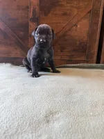 7m, a male Cane Corso for sale in Stuart, IA – Photo 3 of 7