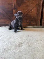 7m, a male Cane Corso for sale in Stuart, IA – Photo 6 of 7