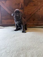 5f, a female Cane Corso for sale in Stuart, IA – Photo 2 of 8