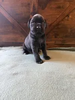 5f, a female Cane Corso for sale in Stuart, IA – Photo 5 of 8