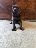 5f, a female Cane Corso for sale in Stuart, IA – Photo 4 of 8