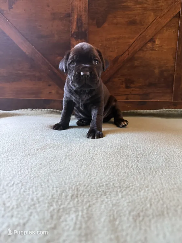 5f – Cane Corso puppy for sale in Stuart, IA
