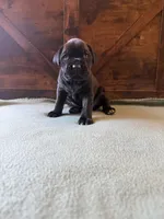 5f, a female Cane Corso for sale in Stuart, IA – Photo 1 of 8