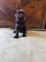 5f, a female Cane Corso for sale in Stuart, IA – Photo 3 of 8