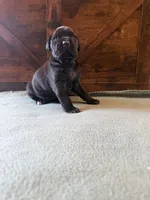 5f, a female Cane Corso for sale in Stuart, IA – Photo 6 of 8