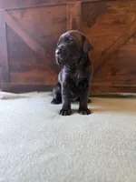 3f, a female Cane Corso for sale in Stuart, IA – Photo 4 of 7