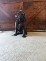 5f, a female Cane Corso for sale in Stuart, IA – Photo 8 of 8
