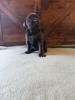 5f, a female Cane Corso for sale in Stuart, IA – Photo 7 of 8