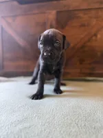 3f, a female Cane Corso for sale in Stuart, IA – Photo 3 of 7