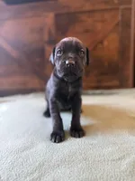 3f, a female Cane Corso for sale in Stuart, IA – Photo 1 of 7