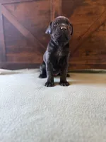 3f, a female Cane Corso for sale in Stuart, IA – Photo 6 of 7