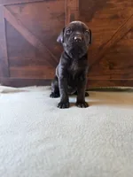 3f, a female Cane Corso for sale in Stuart, IA – Photo 5 of 7