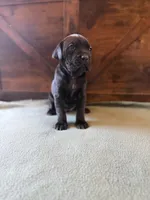 3f, a female Cane Corso for sale in Stuart, IA – Photo 7 of 7