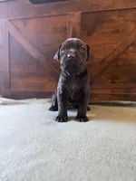 3f, a female Cane Corso for sale in Stuart, IA – Photo 2 of 7