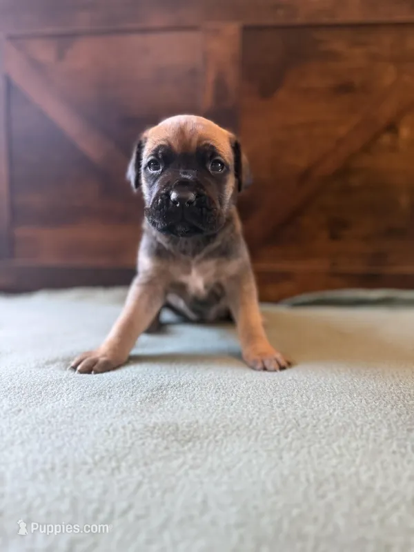 1f – Cane Corso puppy for sale in Stuart, IA
