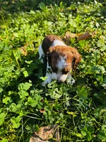 Teddy, a male Miniature Dachshund for sale in Covington, IN – 5 of 6