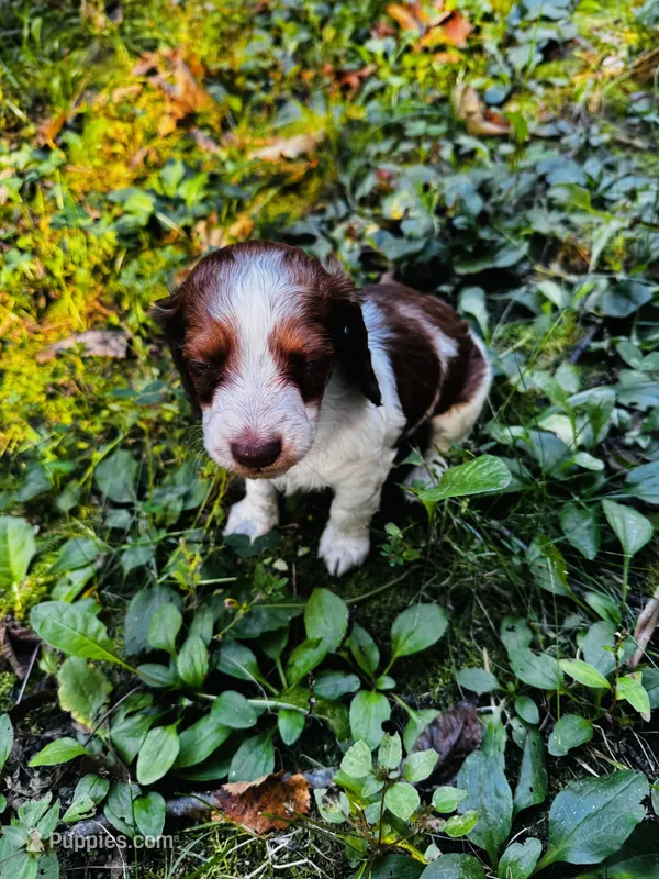 Teddy – Miniature Dachshund puppy for sale in Covington, IN