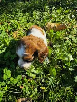 Teddy, a male Miniature Dachshund for sale in Covington, IN – 3 of 6