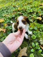 Teddy, a male Miniature Dachshund for sale in Covington, IN – 2 of 6