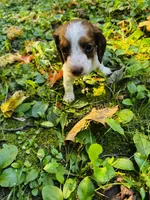 Teddy, a male Miniature Dachshund for sale in Covington, IN – 4 of 6