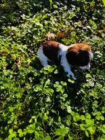 Teddy, a male Miniature Dachshund for sale in Covington, IN – 6 of 6