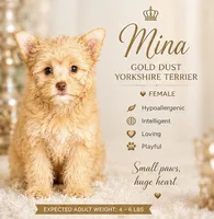 Mina  (GET NOW PAY LATER) , a female Yorkshire Terrier for sale in Hershey, PA – 6 of 6
