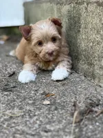 Ms. Socks, a female Yorkshire Terrier and Biewer for sale in Hershey, PA – 3 of 4