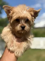 Milo , a male Yorkshire Terrier for sale in Washington, DC – 6 of 6