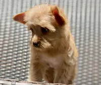 Mia, a female Yorkshire Terrier and Biewer for sale in Hershey, PA – 6 of 6