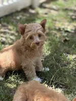Gia, a female Yorkshire Terrier and Biewer for sale in Hershey, PA – 2 of 4
