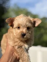 Ms. Sky, a female Yorkshire Terrier and Biewer for sale in Hershey, PA – 3 of 4